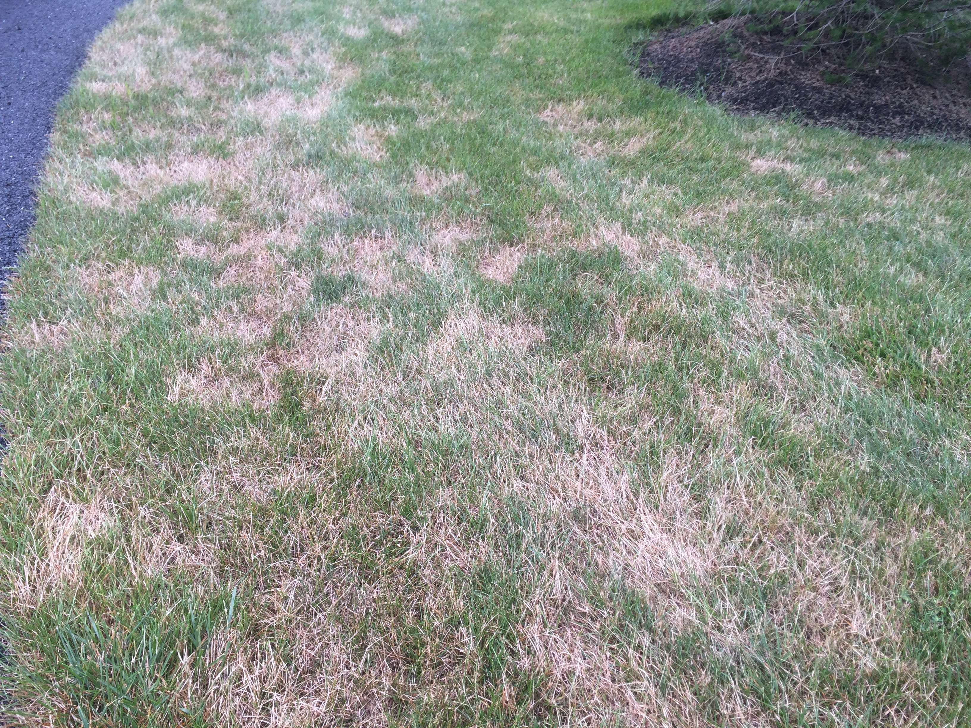 4 Puzzling Lawn Problems in Ashburn, Aldie, and Leesburg, VA (and How